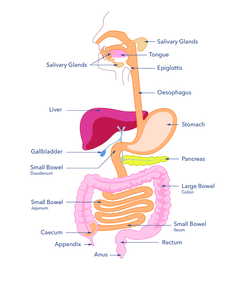 Digestive System